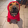 dog, hoodie, red_clothing, pet, indoor, floor_tiles, brown_dog, canine, looking_up, collar, cute, animal, household, furniture, table, chair, shadow, portrait, sitting, close_up