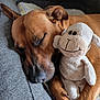 Pongo a rejoint le concours — aidez-le/la à gagner de superbes lots ! dog, sleeping, stuffed_toy, sheep_toy, couch, brown_dog, pet, relaxing, cozy, indoor, nap, animal, soft_toy, close_up, resting, furry, domestic_animal, cute, friendship, comfort