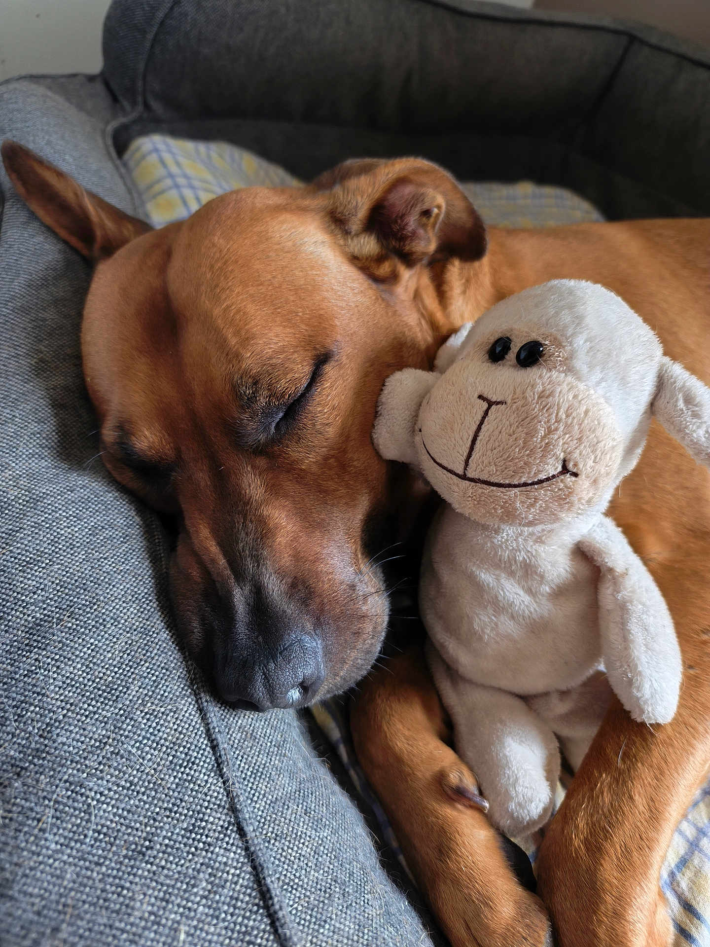 Pongo a rejoint le concours — aidez-le/la à gagner de superbes lots ! dog, sleeping, stuffed_toy, sheep_toy, couch, brown_dog, pet, relaxing, cozy, indoor, nap, animal, soft_toy, close_up, resting, furry, domestic_animal, cute, friendship, comfort