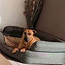 Pongo participe au concours pour gagner de l'argent avec cette photo : dog, dog_bed, blanket, floor, tile_floor, wall, plant, dried_plant, indoor, pet, relaxed, brown_dog, cozy, home, furniture, resting, animal, comfort, quiet, natural_light