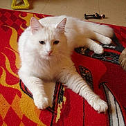 Gucci participe au concours pour gagner de l'argent avec cette photo :