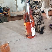 Chelsea a rejoint le concours — aidez-le/la à gagner de superbes lots ! cat, kitten, person, bottle, wine, glass, table, indoor, furniture, domestic_animal, pet, beverage, cream_cat, tabby_cat, curious, sitting, human, background, relaxed, household