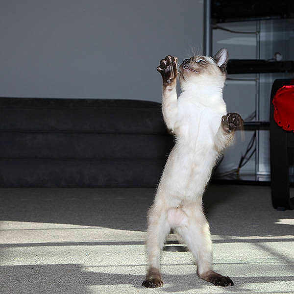 Crumpet is registered to the contest to win money with this photo: