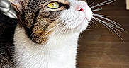Clafoutis participe au concours pour gagner de l'argent avec cette photo : cat, close_up, indoor, yellow_eyes, whiskers, pink_nose, tabby, white_fur, brown_fur, looking_up, pet, animal, feline, portrait, curious, domestic, fur_texture, soft_light, flooring, household