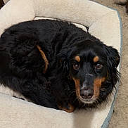 Maggie is registered to the contest to win money with this photo: dog, pet_bed, black_dog, tan_markings, curled_up, indoor, carpet, wooden_door, cozy, looking_up, fur, animal, companion, resting, home, domestic, cute, mammal, laying_down, soft_bed