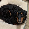 dog, pet_bed, black_dog, tan_markings, curled_up, indoor, carpet, wooden_door, cozy, looking_up, fur, animal, companion, resting, home, domestic, cute, mammal, laying_down, soft_bed