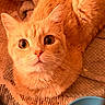 Salty is registered to the contest to win money with this photo: cat, orange_cat, pet, animal, close_up, whiskers, fur, eyes, nose, face, blanket, texture, bowl, indoor, cozy, warm_lighting, curious, sitting, domestic, feline