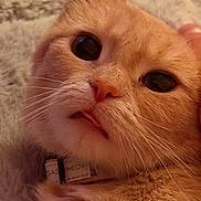 Salty is registered to the contest to win money with this photo: cat, orange_cat, close_up, pet, whiskers, feline, cute, fur, face, eyes, nose, mouth, tongue, collar, indoor, cozy, soft, blanket, animal, domestic_animal