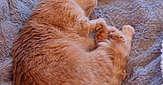 Salty joined the competition — help win amazing prizes! cat, orange_cat, sleeping, curled_up, fluffy, pet, animal, indoor, blanket, soft_texture, cozy, resting, feline, fur, home, shelving, quiet, relaxation, cute, comfortable