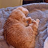 cat, orange_cat, sleeping, curled_up, fluffy, pet, animal, indoor, blanket, soft_texture, cozy, resting, feline, fur, home, shelving, quiet, relaxation, cute, comfortable
