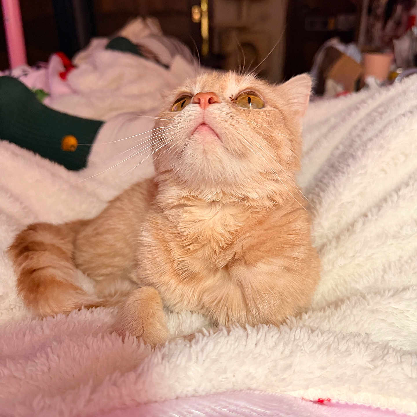 Salty is registered to the contest to win money with this photo: cat, orange_cat, fluffy, pet, indoor, blanket, cozy, fur, curious, animal, relaxing, whiskers, soft, domestic, cute, feline, portrait, resting, comfortable, warm