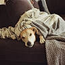 dog, blanket, couch, indoors, sleepy, cozy, relaxed, pet, animal, portrait, resting, lying_down, knitted, textile, furniture, living_room, warm_lighting, brown, cream, home