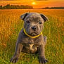 puppy, dog, gray_dog, yellow_collar, grass, field, wheat, sunset, sky, clouds, nature, outdoor, animal, cute, young_dog, portrait, sitting, sun, landscape, farm