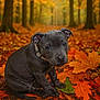 puppy, dog, autumn, fall_leaves, forest, nature, outdoor, cute, young_dog, brown, orange, yellow, leaf_litter, collar, animal, pet, seasonal, fall_colors, portrait, sitting