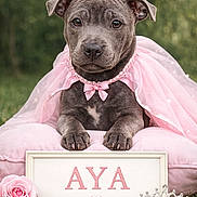 Aya participe au concours pour gagner de l'argent avec cette photo : puppy, dog, tiara, pink_cape, cushion, rose, grass, outdoor, portrait, framed_sign, name, pet, cute, animal, adorable, accessory, decoration, soft_texture, young_dog, posing