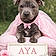 Aya