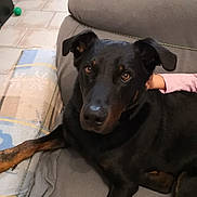 Raven a rejoint le concours — aidez-le/la à gagner de superbes lots ! animal, black_dog, blanket, canine, comfort, companion, couch, dog, ears, eyes, friendship, fur, hand, home, indoor, pet, relaxed, resting, snout, tile_floor