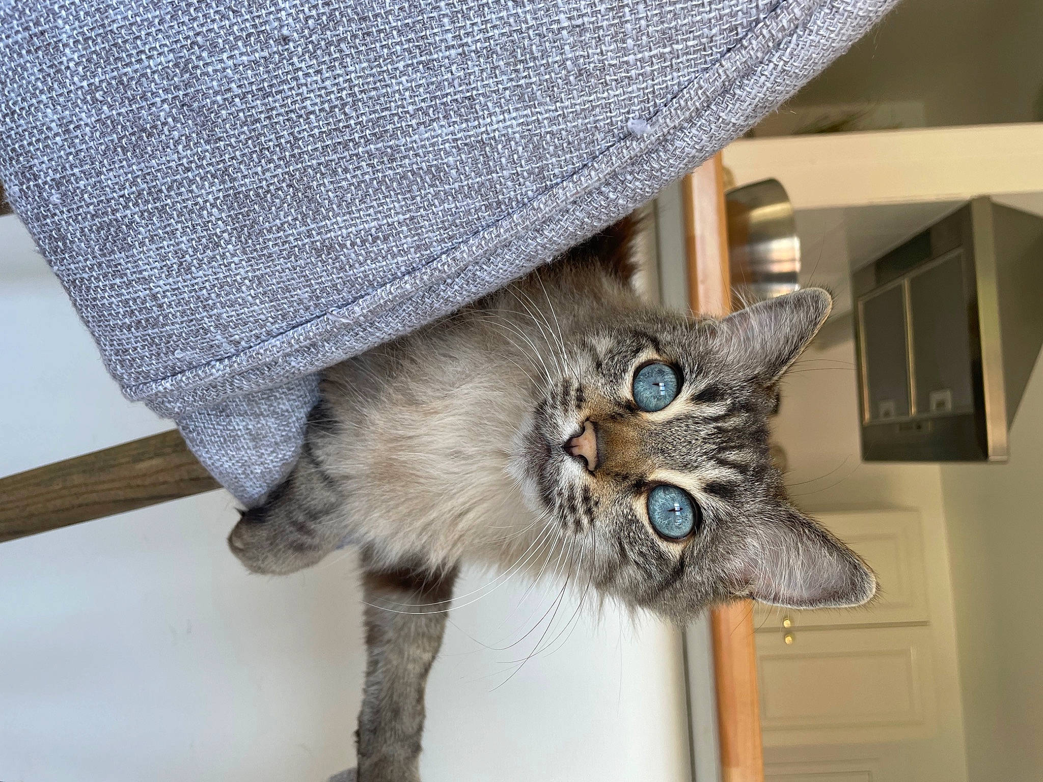 Kovu participe au concours pour gagner de l'argent avec cette photo : carnivore, cat, denim, domestic_short_haired_cat, fashion_accessory, felidae, fur, grey, hat, pattern, plaid, small_to_medium_sized_cats, snout, sun_hat, tail, tartan, whiskers, wood, woolen, woven_fabric