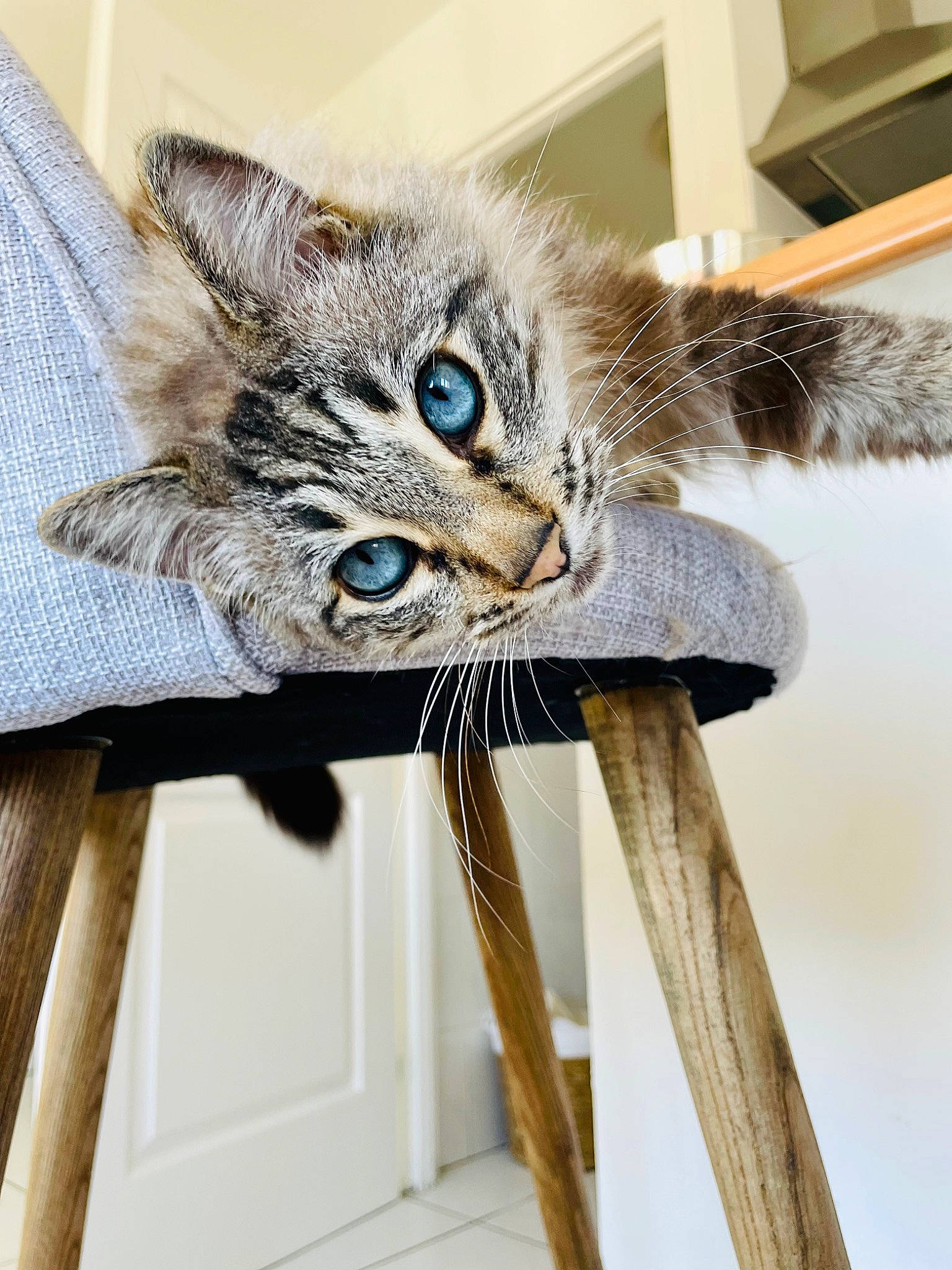 Kovu participe au concours pour gagner de l'argent avec cette photo : art, carnivore, cat, cat_supply, claw, comfort, domestic_short_haired_cat, door, felidae, fur, plant, small_to_medium_sized_cats, snout, tail, whiskers, wood