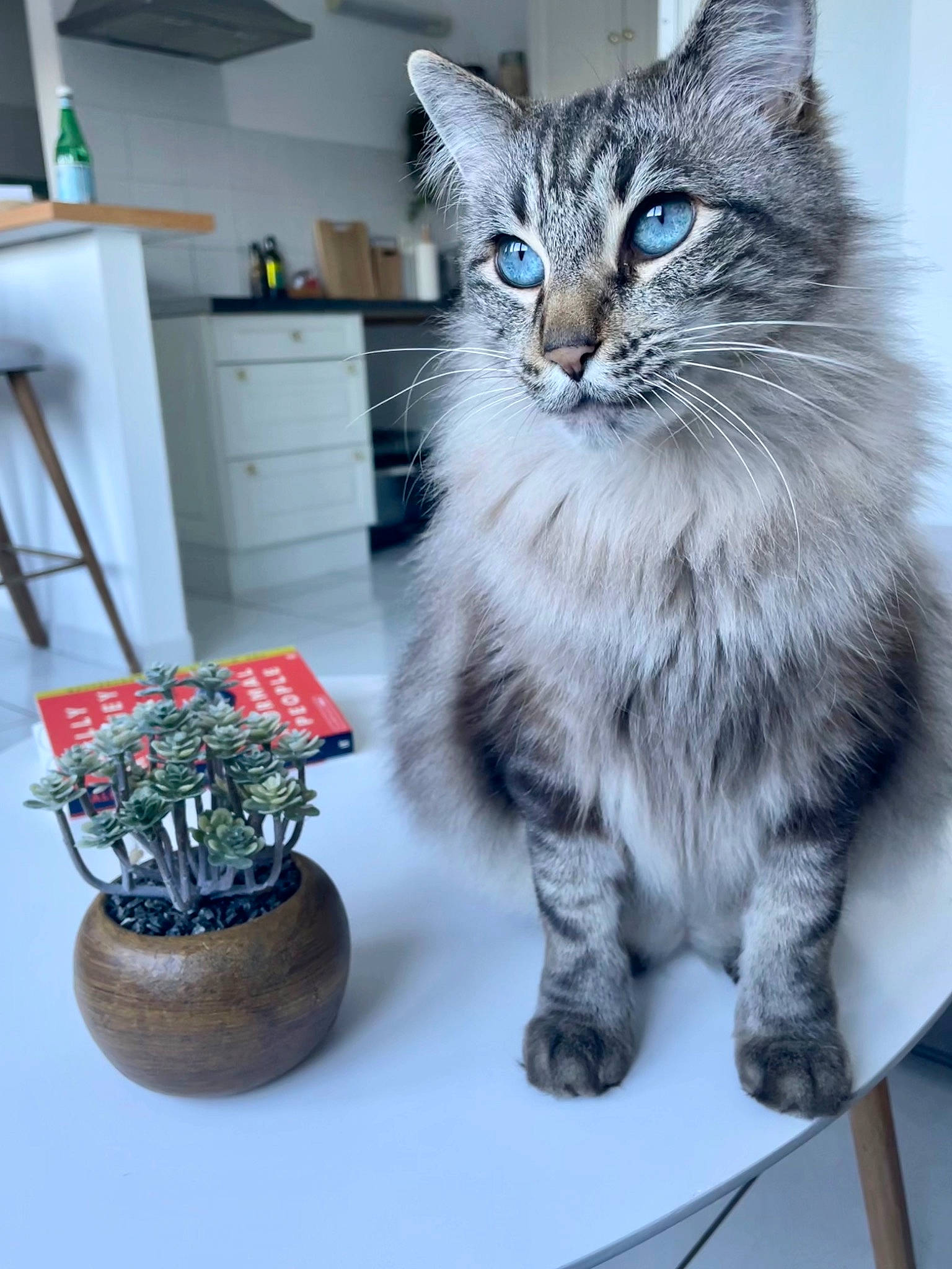 Kovu a rejoint le concours — aidez-le/la à gagner de superbes lots ! carnivore, cat, domestic_short_haired_cat, drawer, electric_blue, felidae, flooring, flowerpot, fur, maine_coon, paw, refrigerator, shelf, shelving, small_to_medium_sized_cats, snout, stool, table, tail, whiskers
