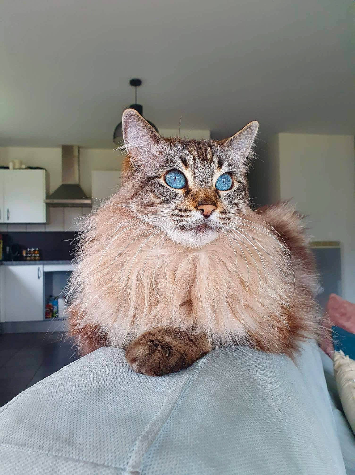 Kovu a rejoint le concours — aidez-le/la à gagner de superbes lots ! art, beard, carnivore, cat, ceiling, comfort, domestic_short_haired_cat, event, fawn, felidae, fur, grey, home_appliance, lamp, linens, room, small_to_medium_sized_cats, snout, whiskers