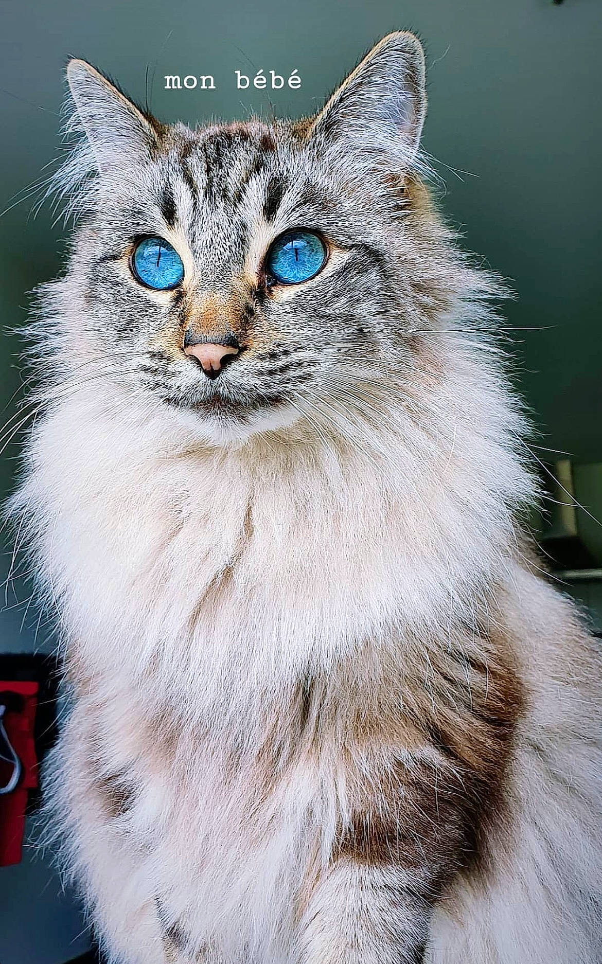 Kovu a rejoint le concours — aidez-le/la à gagner de superbes lots ! art, carnivore, cat, close_up, electric_blue, event, felidae, fur, illustration, iris, photo_caption, small_to_medium_sized_cats, snout, terrestrial_animal, whiskers, wildlife