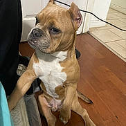 Broskii joined the competition — help win amazing prizes! dog, tan, white, sitting, wooden_floor, indoor, paw_raised, ears_up, looking_away, pet, flooring, door, tile_floor, furniture, wire, animal, canine, companion, curious, house