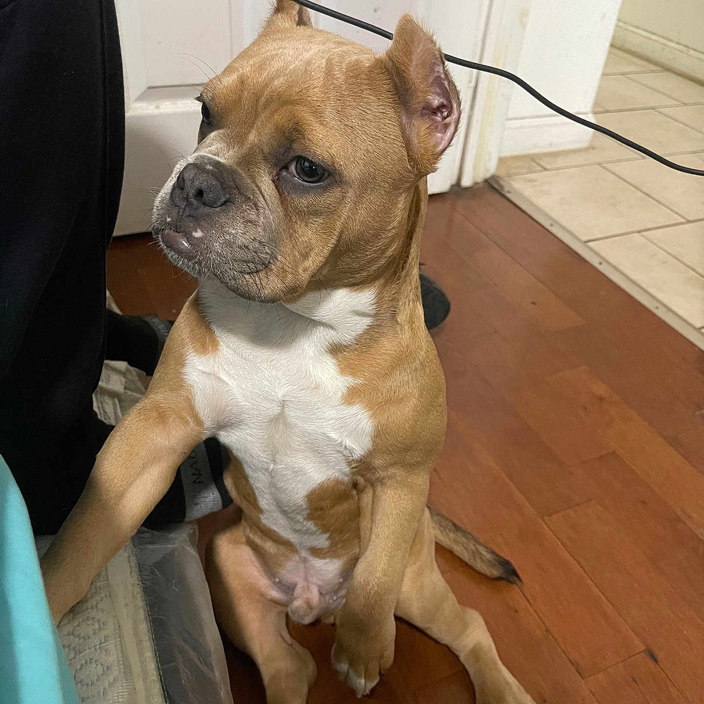 Broskii joined the competition — help win amazing prizes! animal, canine, companion, curious, dog, door, ears_up, flooring, furniture, house, indoor, looking_away, paw_raised, pet, sitting, tan, tile_floor, white, wire, wooden_floor