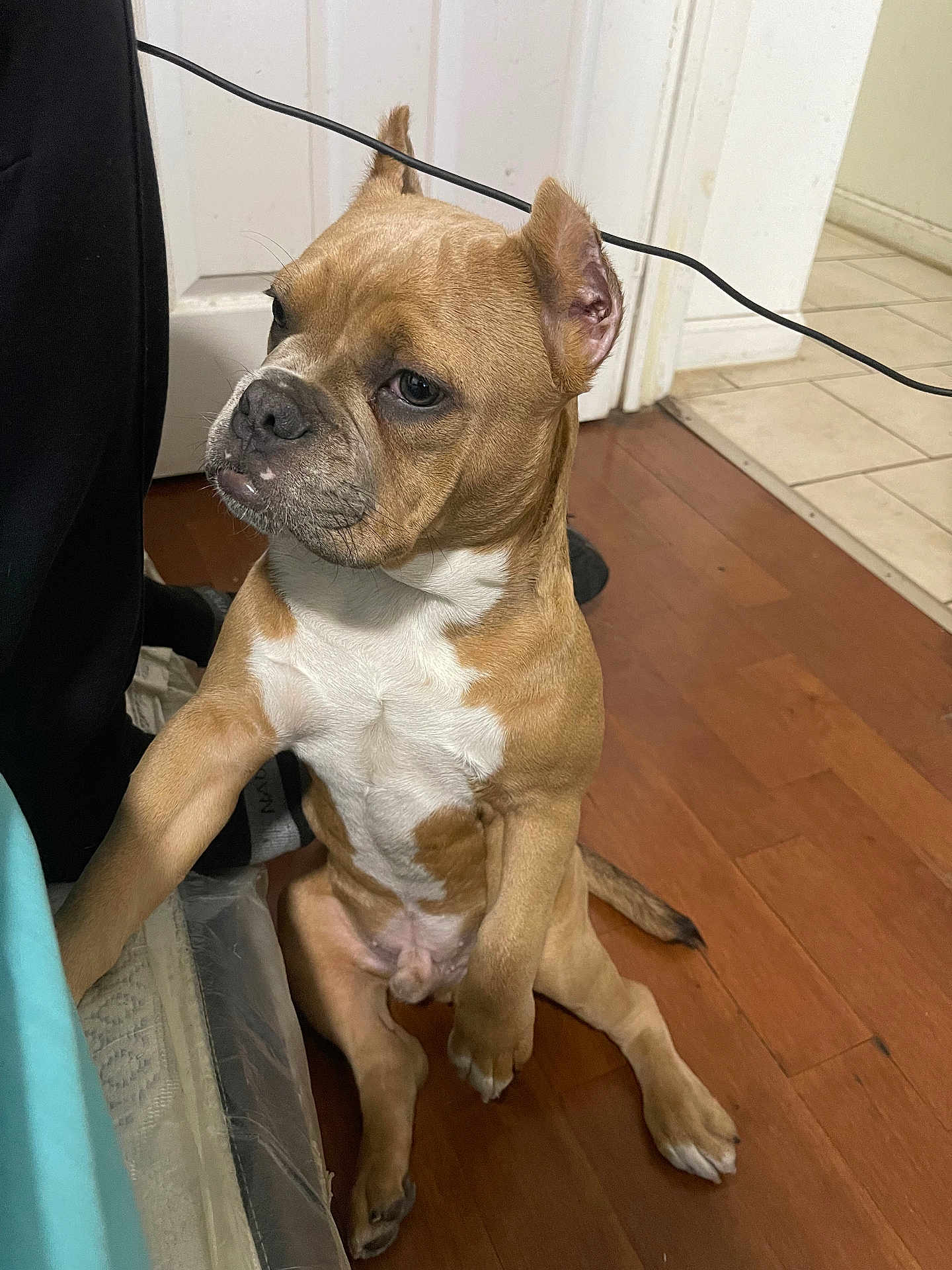 Broskii joined the competition — help win amazing prizes! dog, tan, white, sitting, wooden_floor, indoor, paw_raised, ears_up, looking_away, pet, flooring, door, tile_floor, furniture, wire, animal, canine, companion, curious, house
