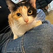 Milo a rejoint le concours — aidez-le/la à gagner de superbes lots ! cat, calico, pet, indoor, jeans, lap, curious, closeup, whiskers, ears, eyes, person, clothing, floor, jacket, window, household, furniture, sitting, domestic