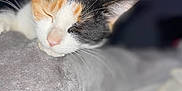 Milo a rejoint le concours — aidez-le/la à gagner de superbes lots ! cat, calico, sleeping, whiskers, blanket, soft, cozy, pet, fur, closeup, resting, indoor, calm, animal, cute, face, mammal, relaxed, feline, nap