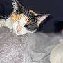 cat, calico, sleeping, whiskers, blanket, soft, cozy, pet, fur, closeup, resting, indoor, calm, animal, cute, face, mammal, relaxed, feline, nap