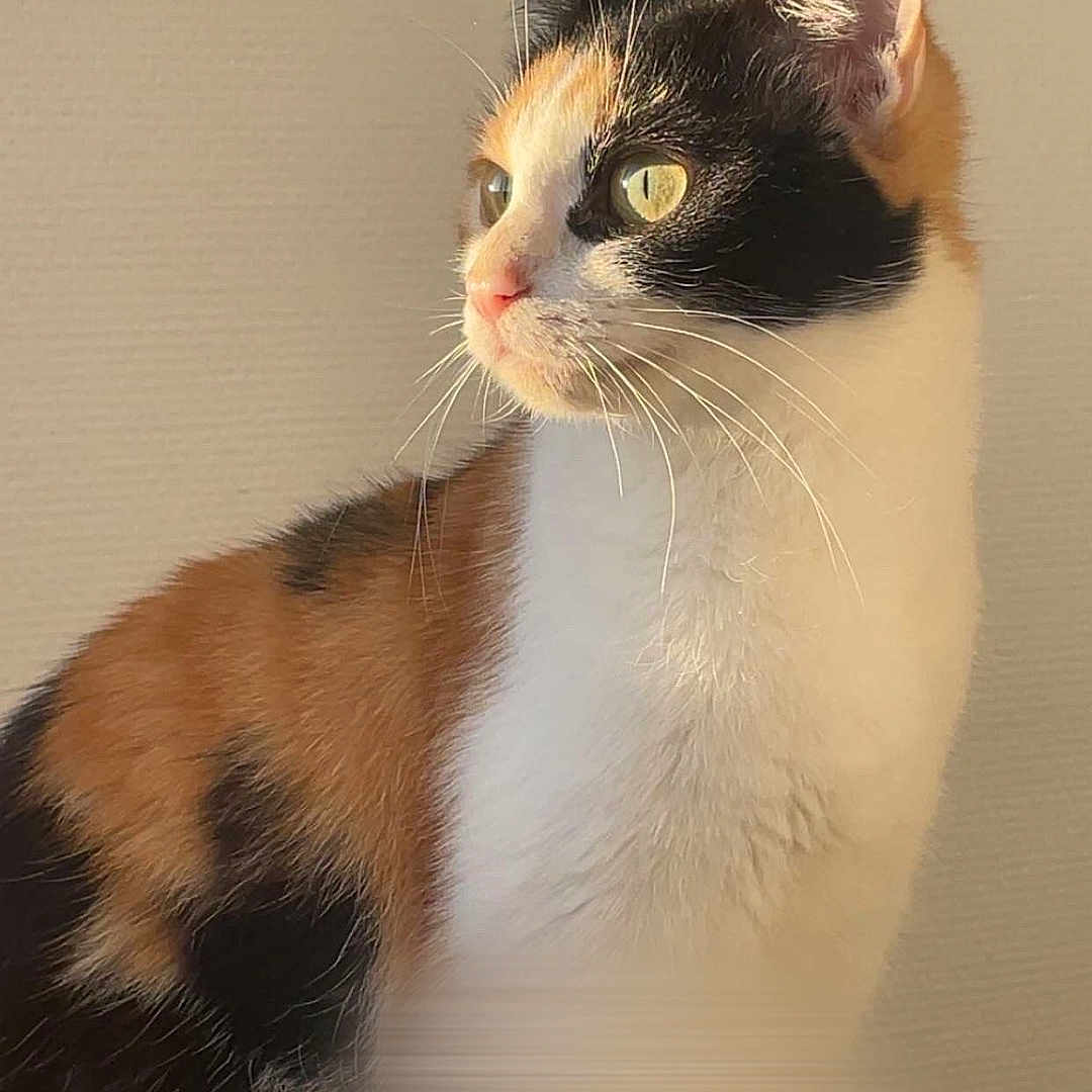 Milo a rejoint le concours — aidez-le/la à gagner de superbes lots ! animal, calico, calm, cat, closeup, curious, cute, domestic, ears, eyes, face, feline, fur, indoor, looking_away, pet, portrait, side_view, soft_light, whiskers
