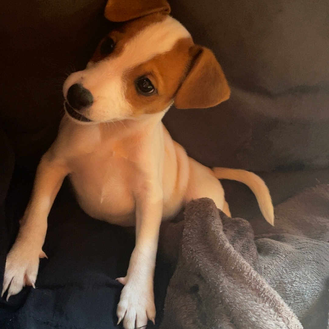 Vaiana a rejoint le concours — aidez-le/la à gagner de superbes lots ! puppy, dog, brown_and_white, couch, blanket, indoors, pet, cute, small_dog, fur, animal, sitting, curious, looking_up, cozy, resting, companion, domestic_animal, young_dog, friendly