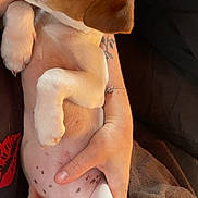 Vaiana a rejoint le concours — aidez-le/la à gagner de superbes lots ! puppy, dog, pet, lying_down, belly, white, brown, spotted, cute, animal, domestic, young, paw, tail, human_hand, bracelet, tattoo, blanket, relaxed, indoor
