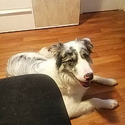 Versus participe au concours pour gagner de l'argent avec cette photo : black, canine, companion, dog, domestic_animal, ears, floor, furniture, gray, happy, home, indoor, long_fur, lounging, nose, paw, pet, smiling, white, wooden_floor