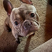 Presley joined the competition — help win amazing prizes! dog, french_bulldog, pet, animal, carpet, indoor, closeup, cute, ears, brown_fur, looking_up, sitting, companion, canine, adorable, portrait, fur, snout, whiskers, eyes