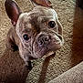 dog, french_bulldog, pet, animal, carpet, indoor, closeup, cute, ears, brown_fur, looking_up, sitting, companion, canine, adorable, portrait, fur, snout, whiskers, eyes