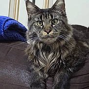 Kaid participe au concours pour gagner de l'argent avec cette photo : animal, brown, cat, close_up, comfortable, couch, cute, domestic_animal, feline, fluffy, fur, green_eyes, household, indoor, looking_at_camera, pet, relaxed, resting, tabby, whiskers