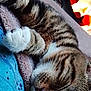 cat, tabby, sleeping, paw, fur, blanket, cozy, indoor, resting, pet, cute, animal, whiskers, soft, relaxed, feline, nap, comfort, closeup, striped