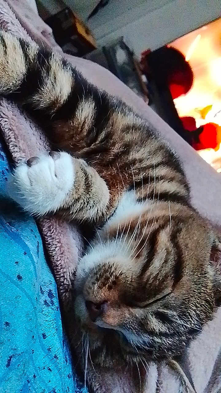 Stitch a rejoint le concours — aidez-le/la à gagner de superbes lots ! cat, tabby, sleeping, paw, fur, blanket, cozy, indoor, resting, pet, cute, animal, whiskers, soft, relaxed, feline, nap, comfort, closeup, striped