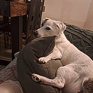 Lucky participe au concours pour gagner de l'argent avec cette photo : dog, white_dog, couch, cushion, blanket, indoor, relaxed, pet, furniture, wooden_table, chair, cozy, domestic, animal, paw, resting, living_room, home, comfort, soft_fabric