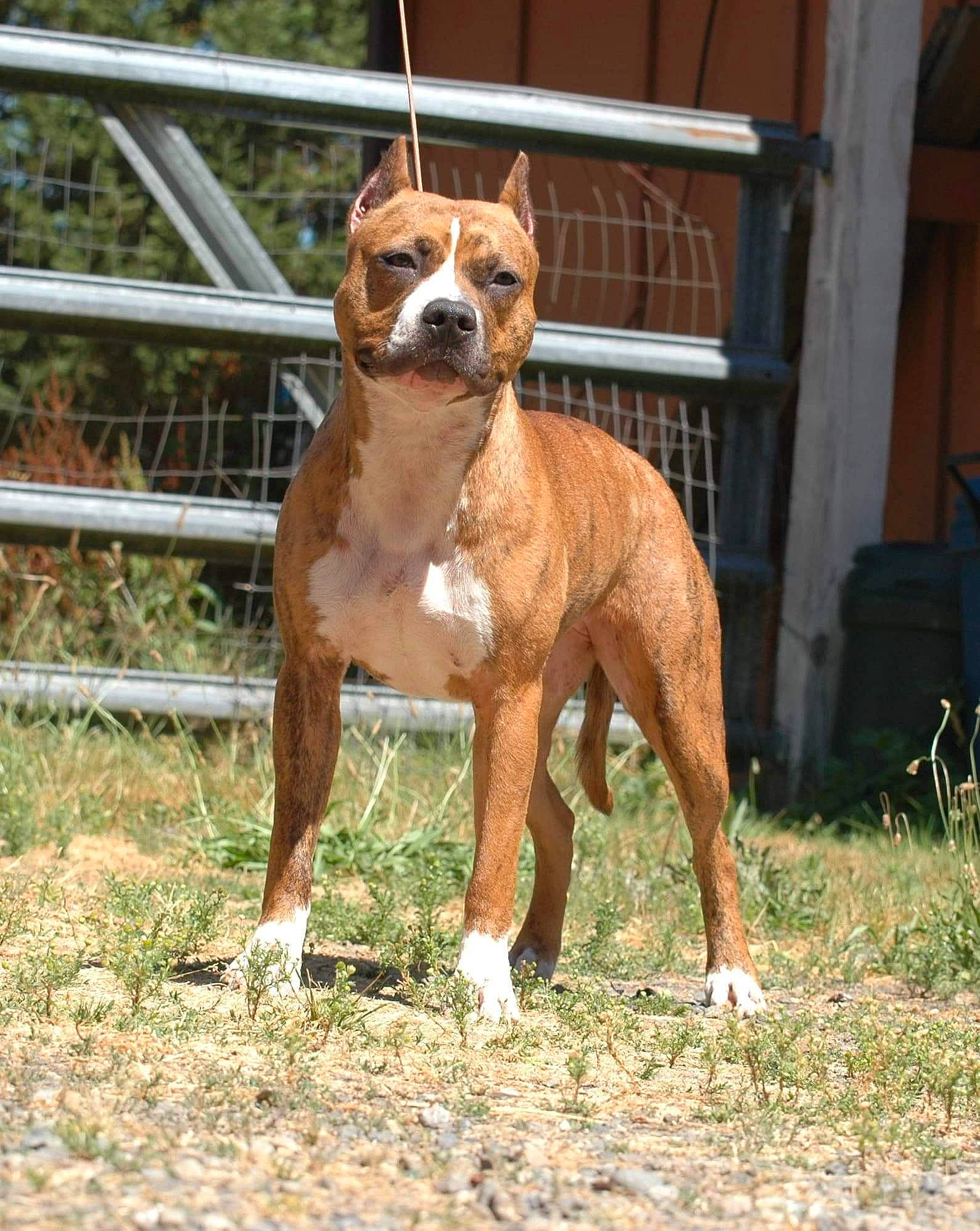 Aerial is registered to the contest to win money with this photo: ancient_dog_breeds, boxer, canidae, carnivore, companion_dog, dog, dog_breed, dog_supply, fawn, fence, grass, hunting_dog, liver, pet_supply, plant, snout, sporting_group, terrestrial_animal, working_animal, working_dog