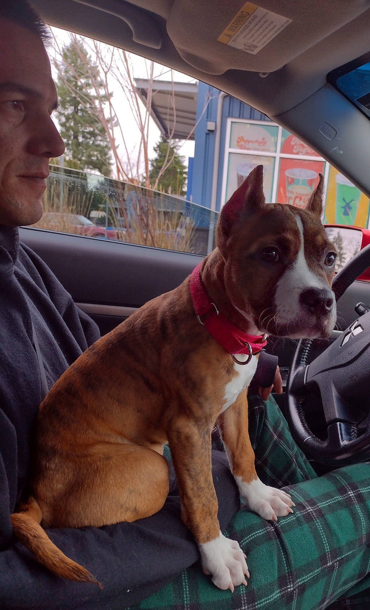 Aerial joined the competition — help win amazing prizes! car, carnivore, collar, companion_dog, dog, dog_breed, dog_collar, fawn, human_leg, liver, mammal, plaid, plant, snout, sporting_group, tartan, tree, vehicle_door, whiskers, window