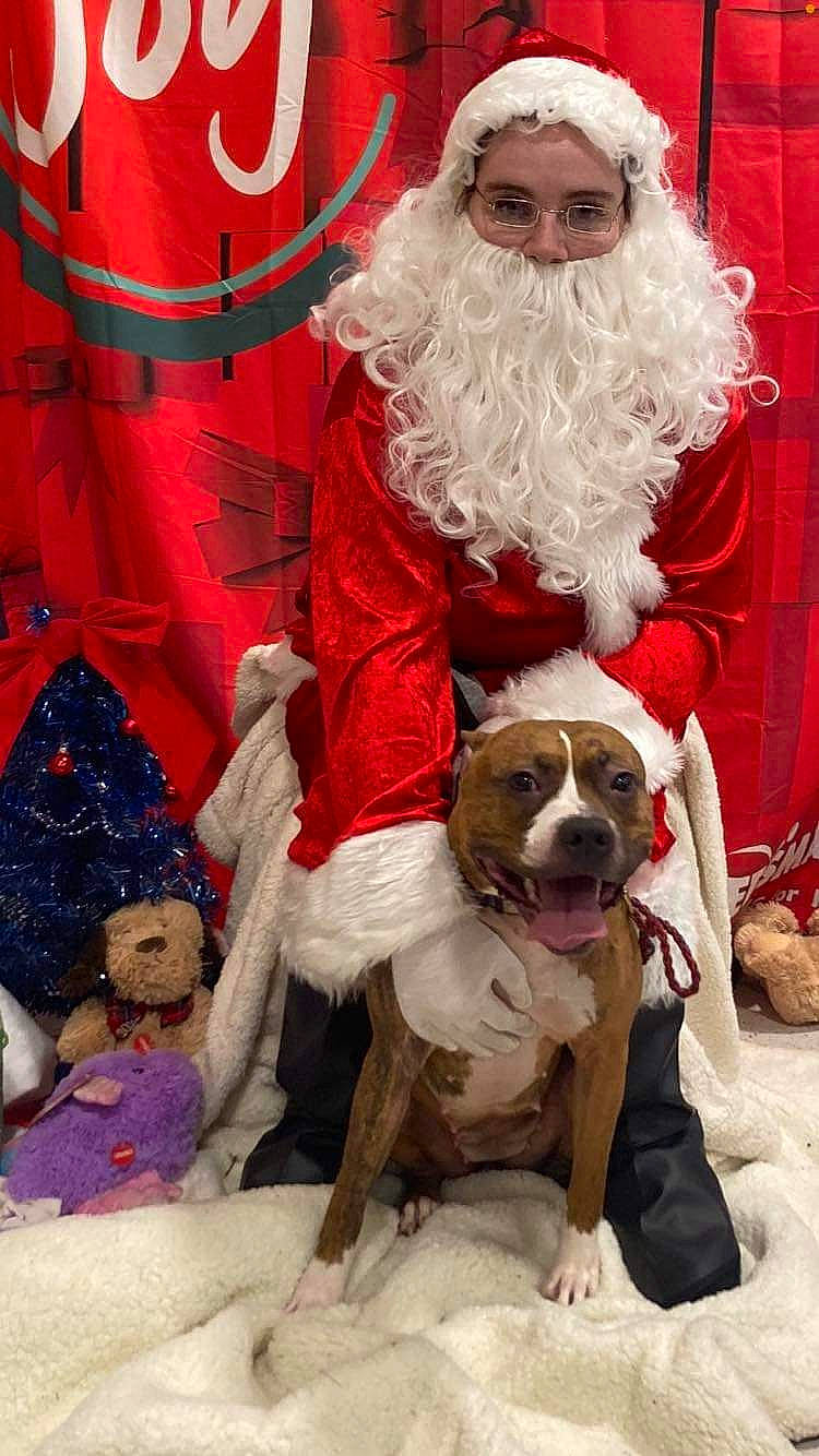 Aerial is registered to the contest to win money with this photo: beard, carnivore, christmas, christmas_eve, companion_dog, dog, dog_breed, dog_supply, event, facial_hair, fawn, fictional_character, fun, fur, hat, holiday, lap, santa_claus, white, working_animal