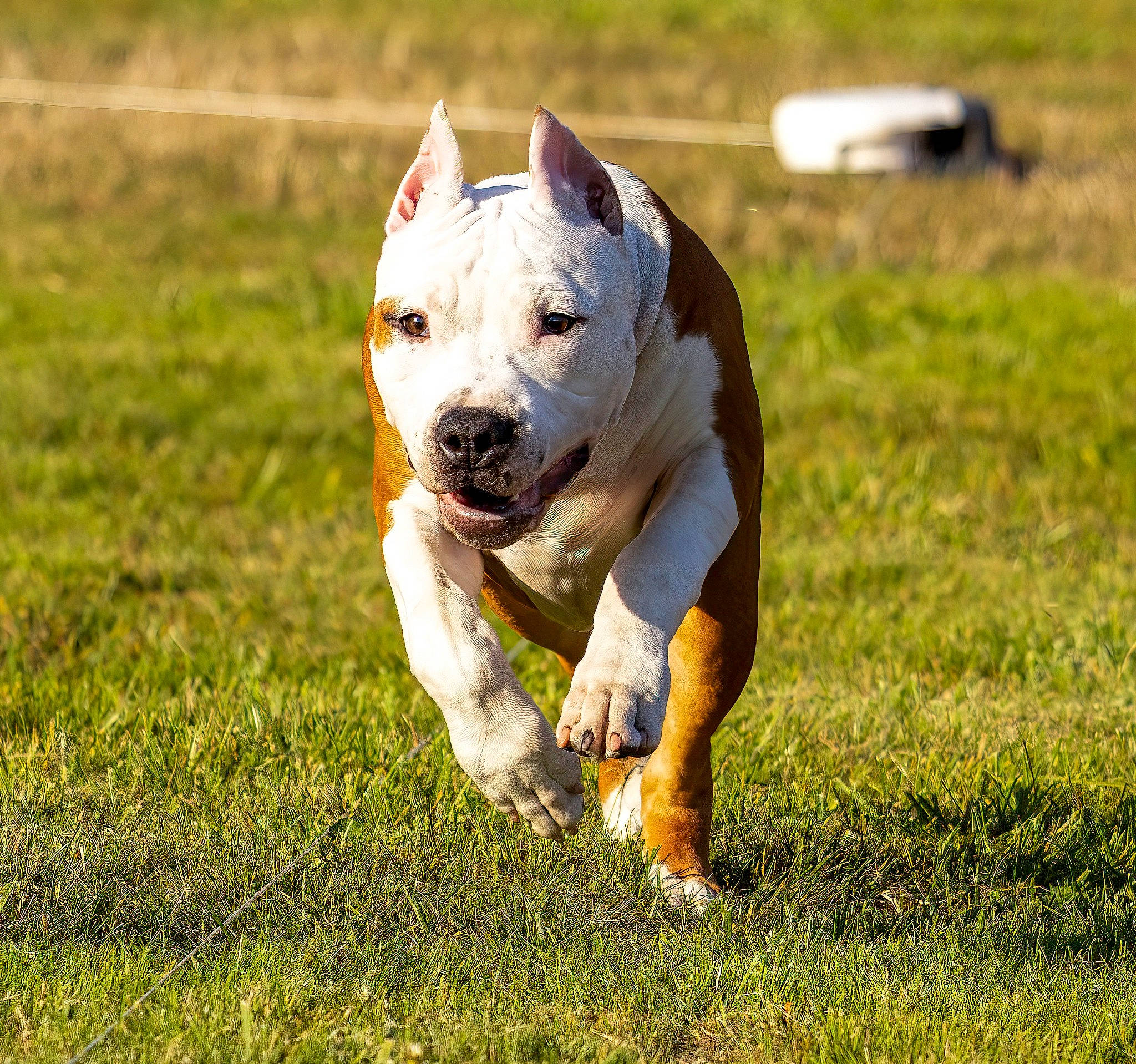 Riot joined the competition — help win amazing prizes! bulldog, canidae, carnivore, companion_dog, dog, dog_breed, dogo_guatemalteco, fawn, grass, grassland, lawn, non_sporting_group, pasture, people_in_nature, plant, snout, sporting_group, tail, working_animal, working_dog