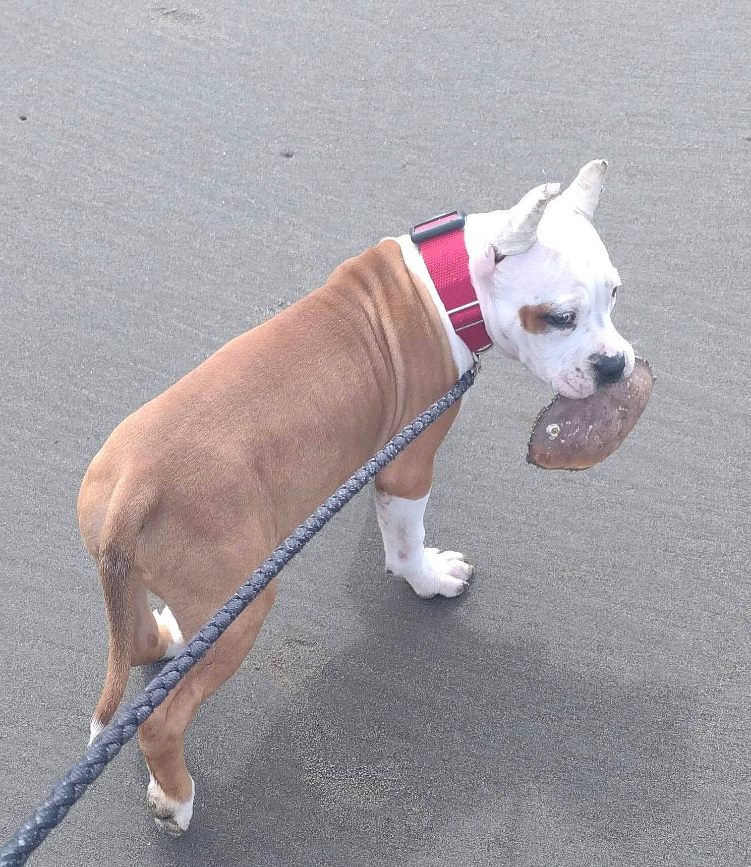 Riot is registered to the contest to win money with this photo: ancient_dog_breeds, canidae, carmine, carnivore, collar, companion_dog, dog, dog_breed, dog_clothes, dog_collar, dog_supply, fashion_accessory, fawn, leash, pet_supply, snout, sporting_group, tail, toy_dog, working_animal