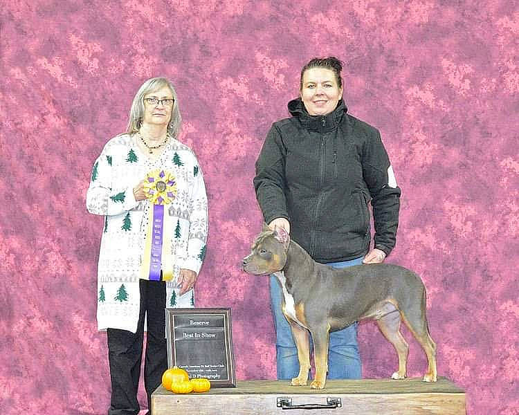 Fuse is registered to the contest to win money with this photo: art, carnivore, companion_dog, dog, dog_breed, dog_sports, entertainment, event, fun, fur, magenta, mammal, painting, performing_arts, plant, purple, sighthound, smile, vertebrate, winter