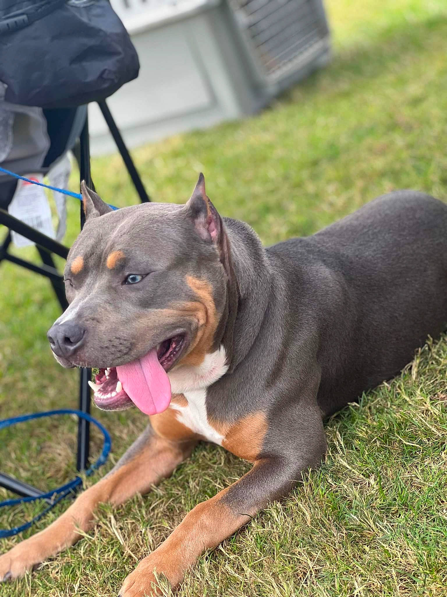 Fuse is registered to the contest to win money with this photo: carnivore, chair, collar, companion_dog, dog, dog_breed, dog_collar, dog_supply, fashion_accessory, fawn, grass, guard_dog, herding_dog, leash, plant, sporting_group, working_animal, working_dog