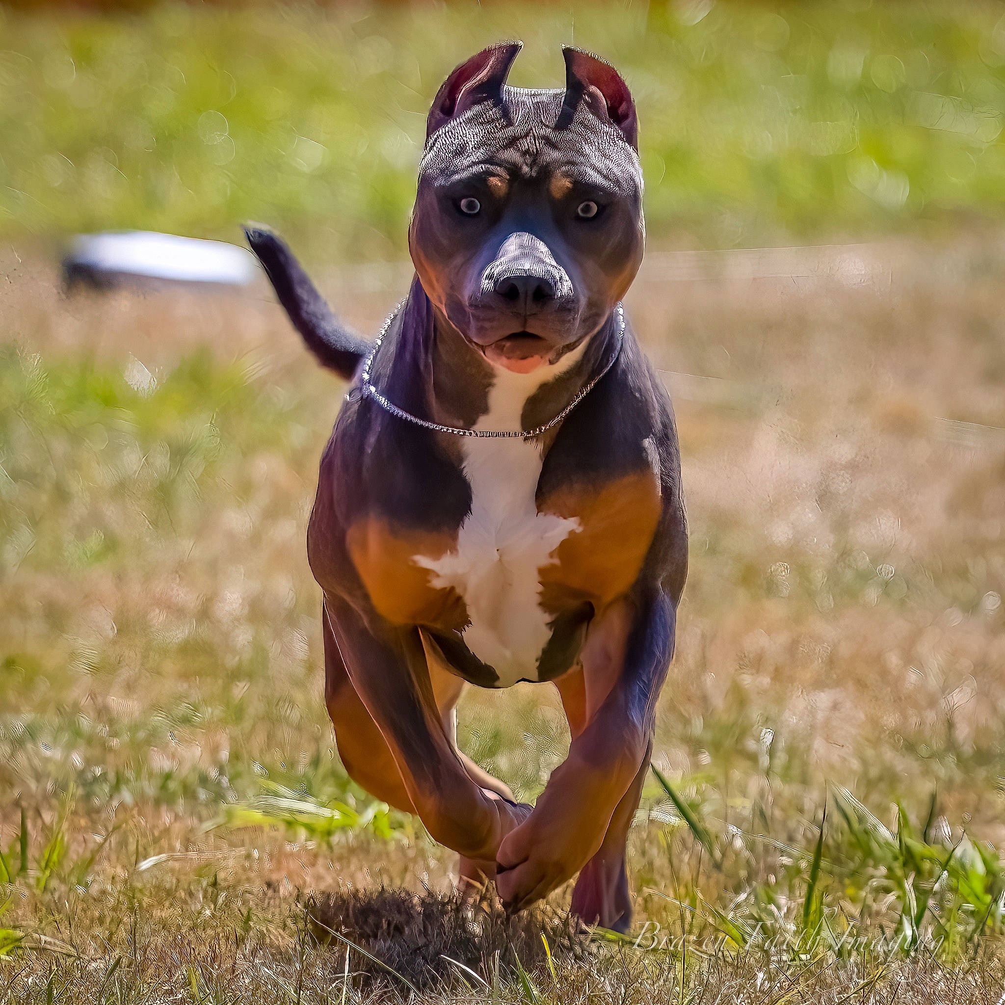 Fuse is registered to the contest to win money with this photo: boston_terrier, bulldog, canidae, carnivore, collar, companion_dog, dog, dog_breed, dog_collar, dog_supply, fawn, grass, liver, snout, sporting_group, tail, terrestrial_animal, toy_dog, whiskers, working_animal